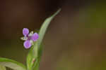 Nakedstem dewflower